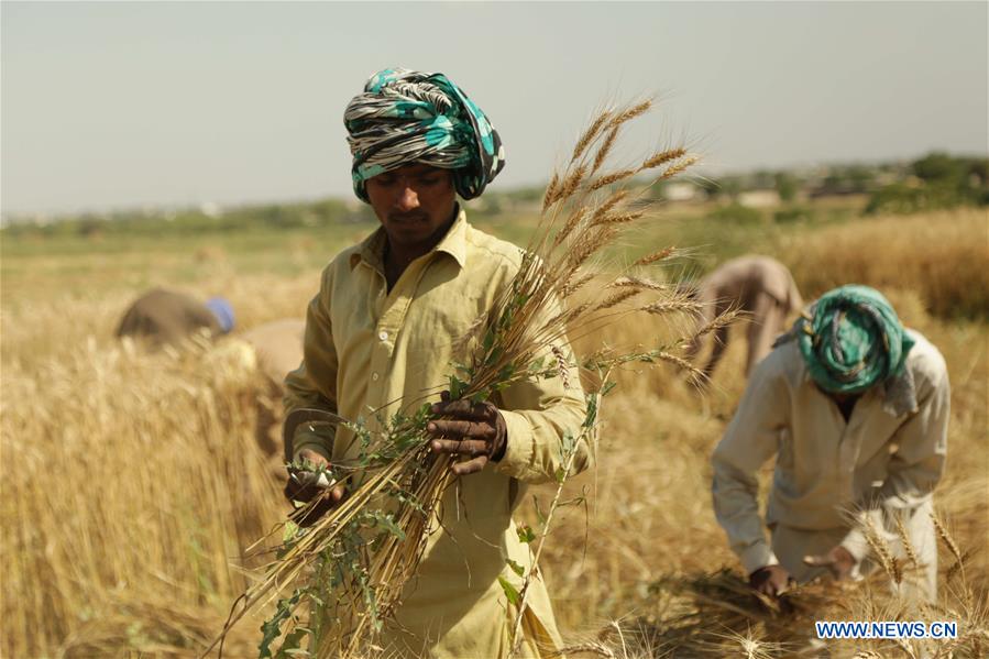 PAKISTAN-ISLAMABAD-WHEAT CROP-HARVEST