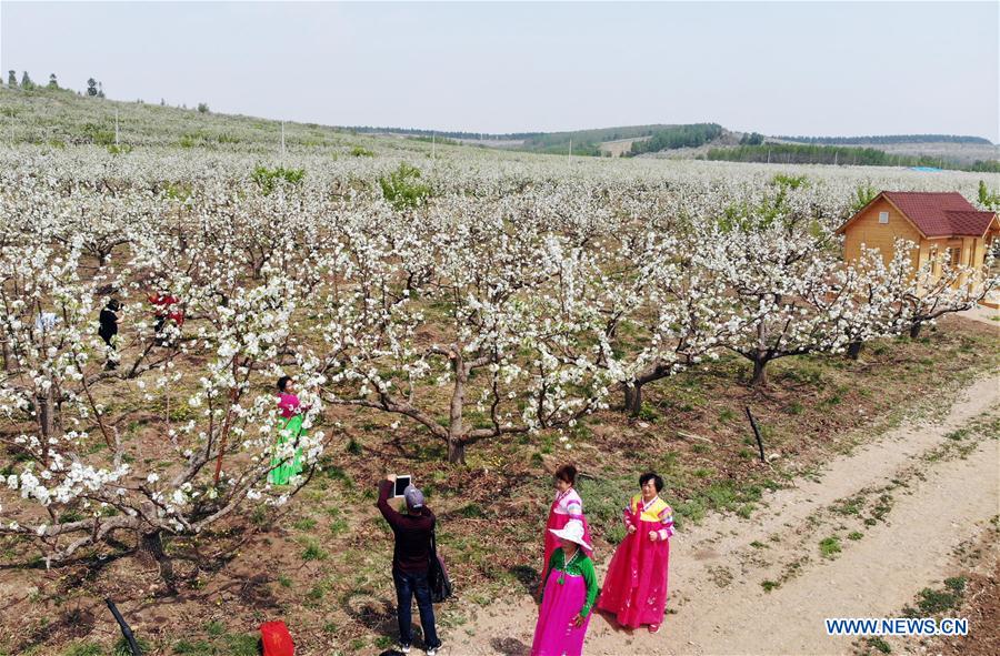 CHINA-JILIN-PEAR ORCHARD (CN)