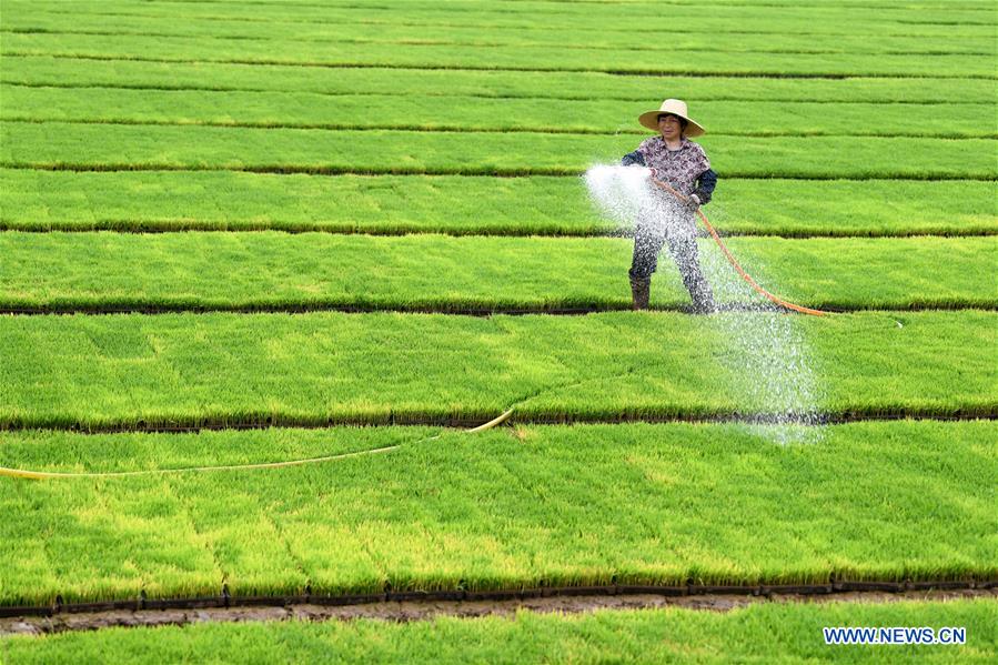 CHINA-ANHUI-QUANJIAO-AGRICULTURE (CN)