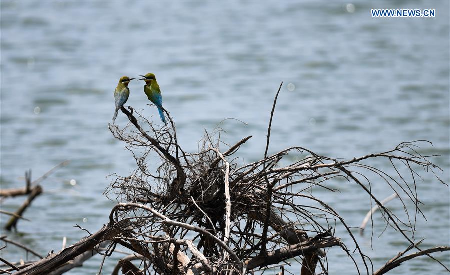 CHINA-HAIKOU-BLUE-TAILED BEE EATERS (CN)