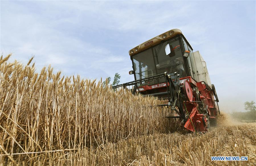 #CHINA-WHEAT-HARVEST (CN)