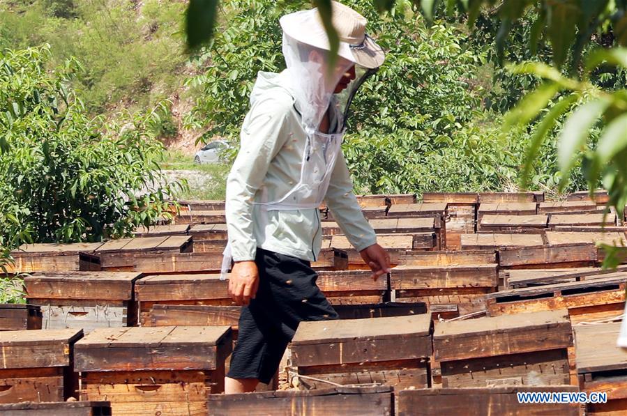 #CHINA-HEBEI-SHIJIAZHUANG-HONEY COLLECTING (CN)