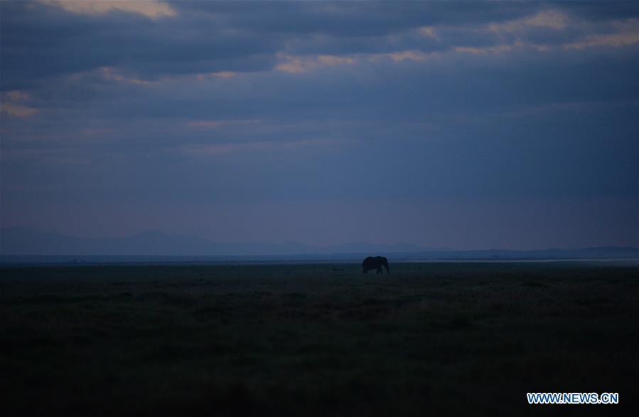 KENYA-AMBOSELI NATIONAL PARK-ANIMAL