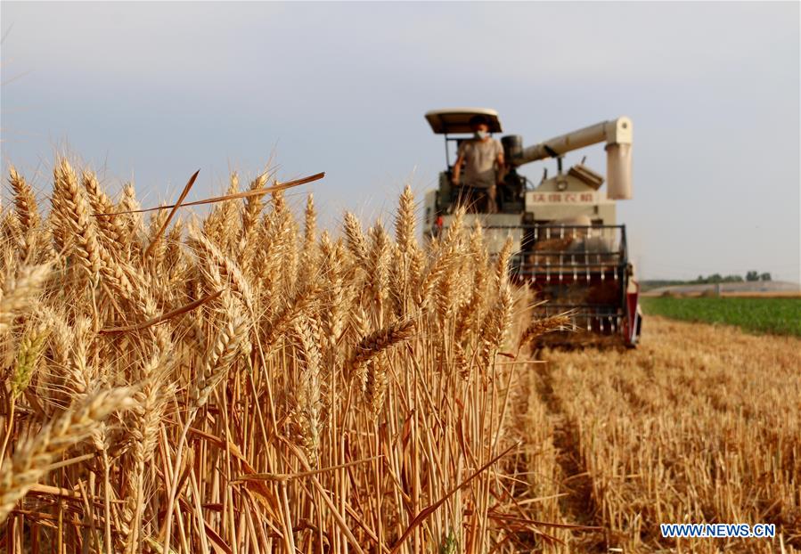 #CHINA-WHEAT-HARVEST (CN)