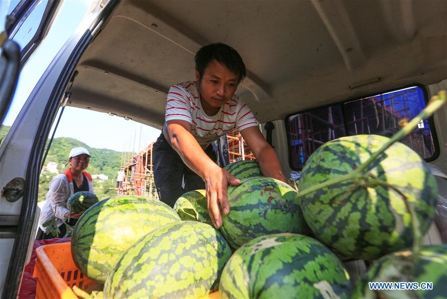 #CHINA-GUIZHOU-BIJIE-WASTELAND-WATERMELON (CN)