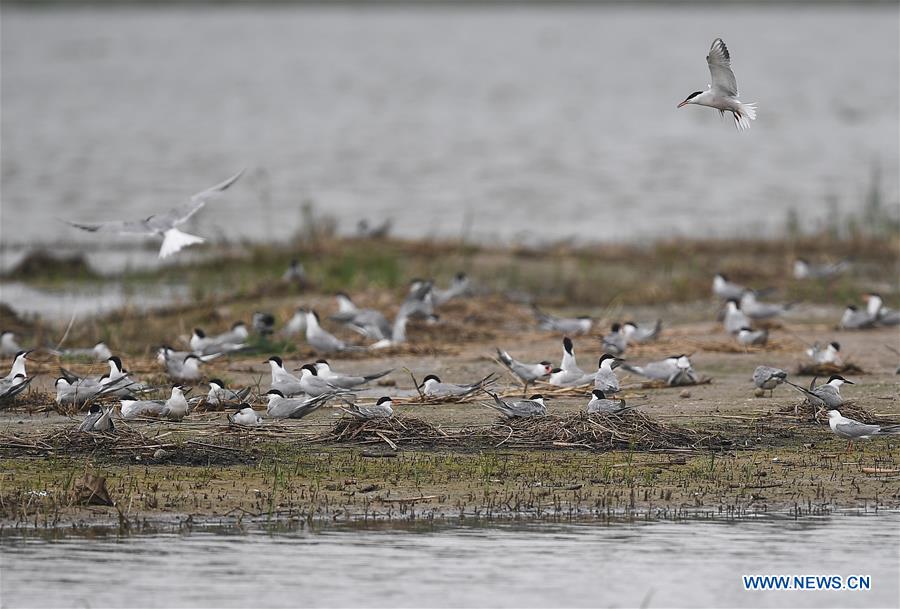 CHINA-JIANGSU-WETLAND-BIRDS (CN)