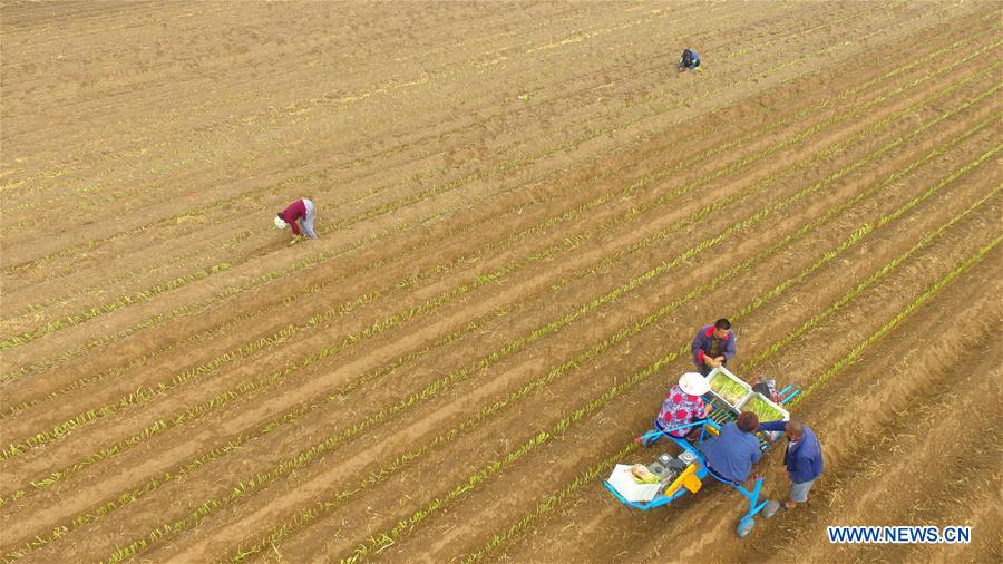 #CHINA-LESSER HEAT-FARMING (CN)