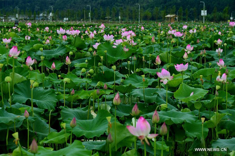 CHINA-FUJIAN-WUYISHAN-LOTUS FLOWERS (CN)