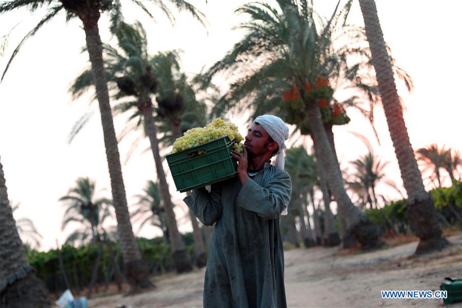 EGYPT-MINUFIYA-GRAPE-HARVEST