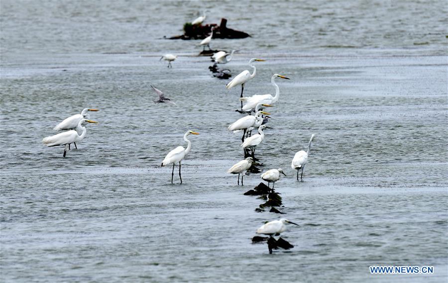 CHINA-CHIAYI-EGRETS (CN)