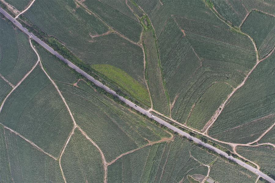 CHINA-GUANGXI-SHANGSI-SUGAR CANE FIELDS (CN)