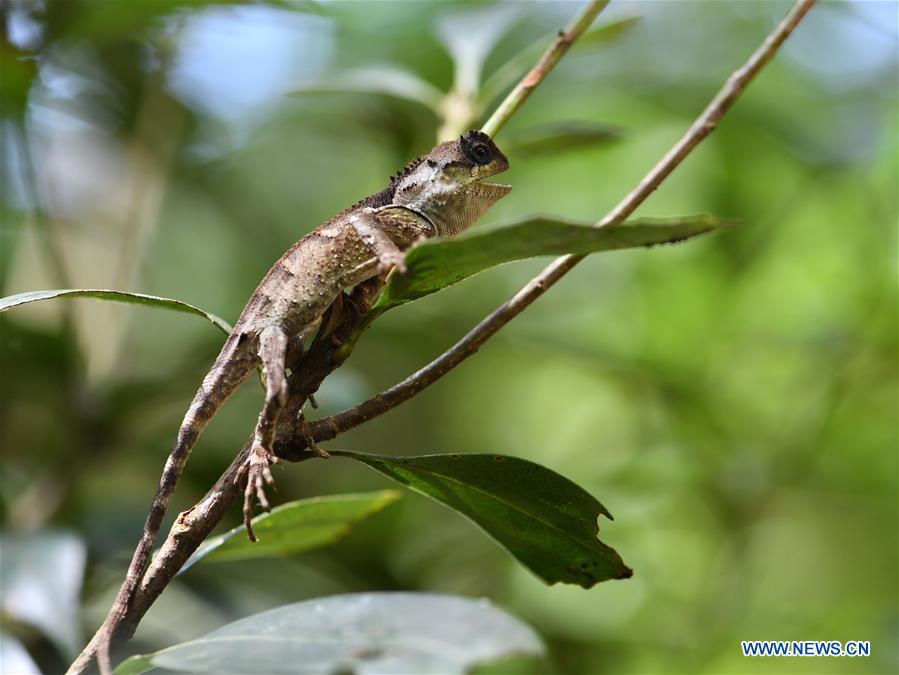 CHINA-FUJIAN-WUYISHAN-NATIONAL PARK-CREATURES (CN)