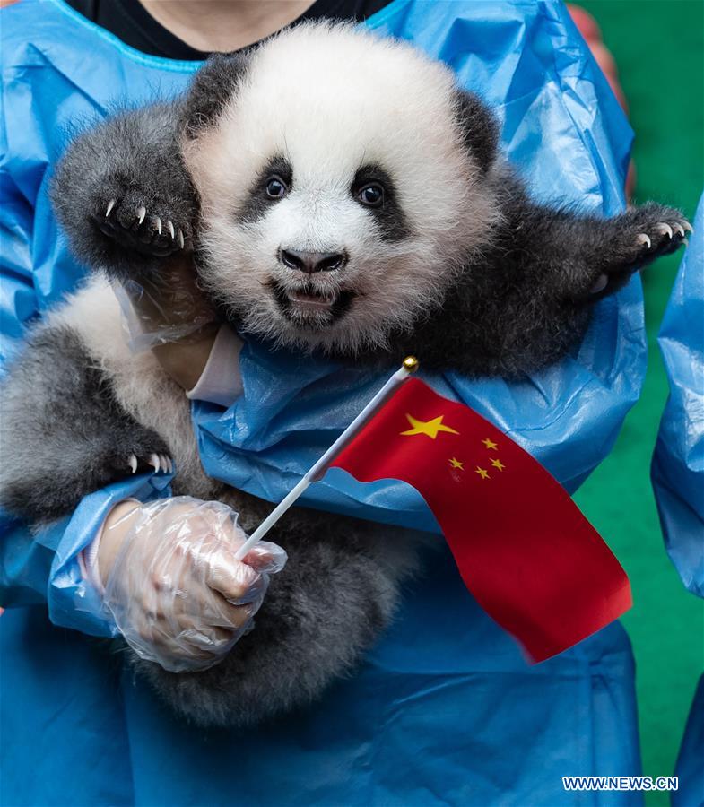 CHINA-CHENGDU-GIANT PANDA-CUBS (CN)