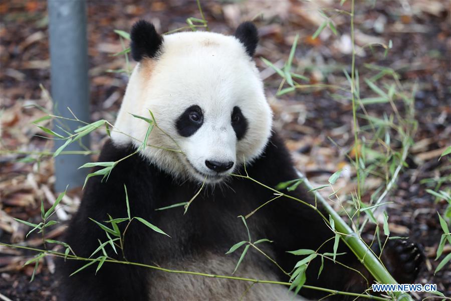 BELGIUM-BRUGELETTE-PANDAS