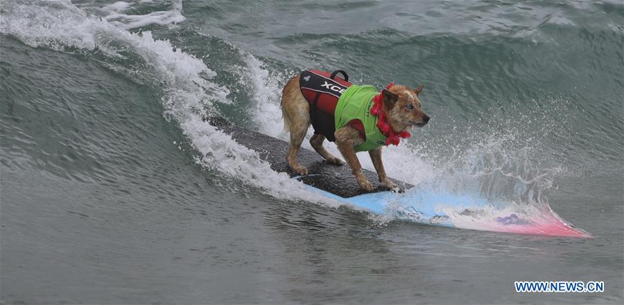 (SP)U.S.-CALIFORNIA-HUNTINGTON BEACH-SURF DOG