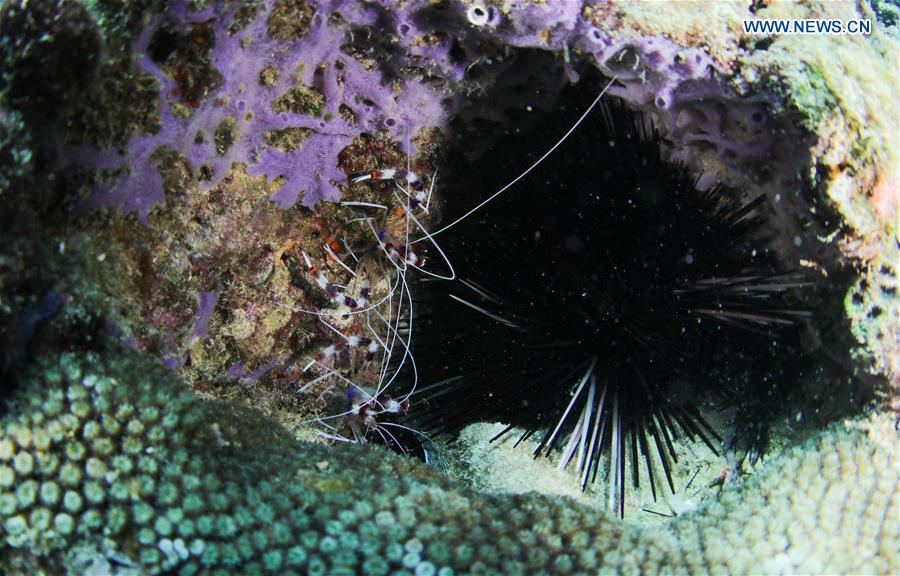 CHINA-HAINAN-LINGSHUI-CORAL REEF (CN)