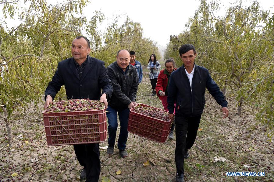 CHINA-XINJIANG-RED DATE-HARVEST (CN)