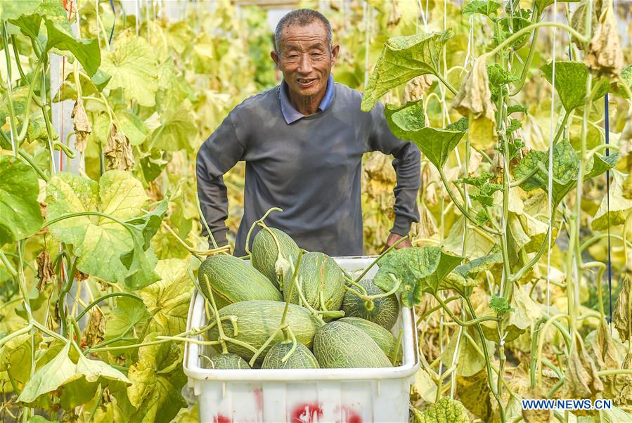 CHINA-HEBEI-ZAOQIANG-HAMI MELONS(CN)