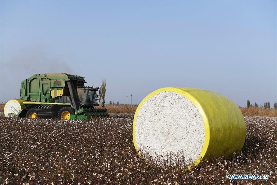 CHINA-XINJIANG-AWAT-AGRICULTURE-COTTON (CN)