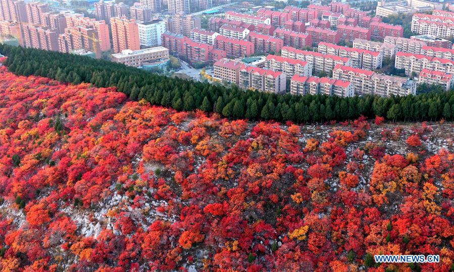 CHINA-SHANDONG-JINAN-AUTUMN SCENERY (CN)