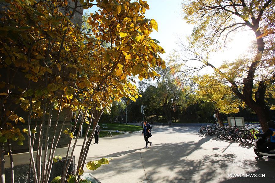 CHINA-BEIJING-TSINGHUA UNIVERSITY-AUTUMN SCENERY (CN)