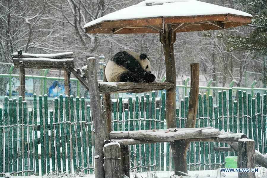 CHINA-HEILONGJIANG-SHANGZHI-SNOW-PANDA (CN)