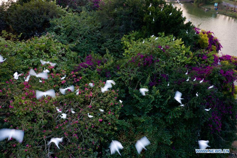 CHINA-FUJIAN-ZHANGZHOU-ENVIRONMENT-EGRETS (CN)