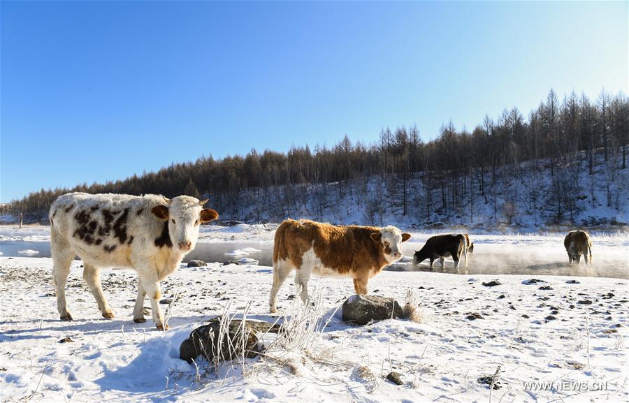 CHINA-INNER MONGOLIA-ARXAN-HALHA RIVER-WINTER SCENERY (CN)