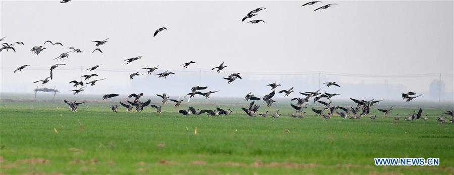 CHINA-HENAN-YELLOW RIVER-WETLAND-MIGRANT BIRD (CN)