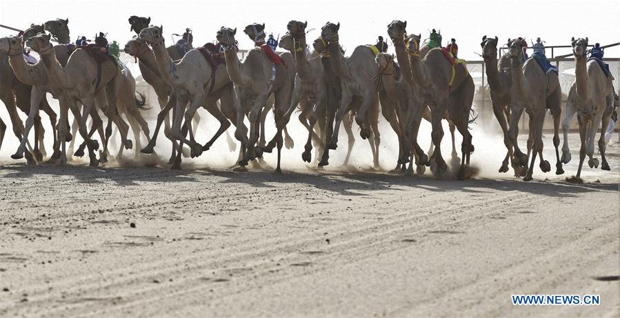 (SP)KUWAIT-AL AHMADI GOVERNORATE-GCC SIXTH CAMEL RACING TOURNAMENT