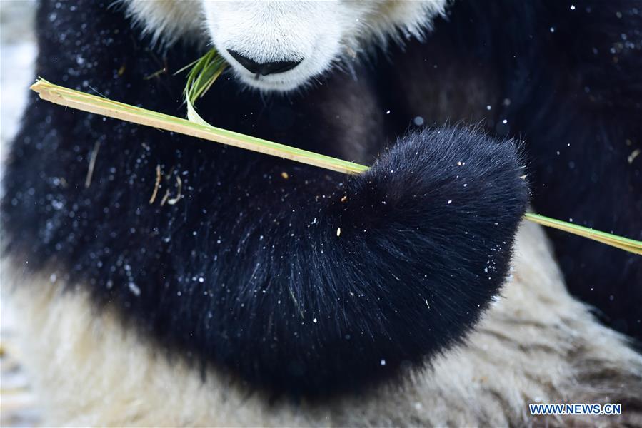 CHINA-QINGHAI-XINING-GIANT PANDA-SNOW (CN)