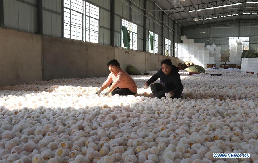 CHINA-YUNNAN-SHILIN-POVERTY ALLEVIATION-PEPINO MELON-INDUSTRY (CN)