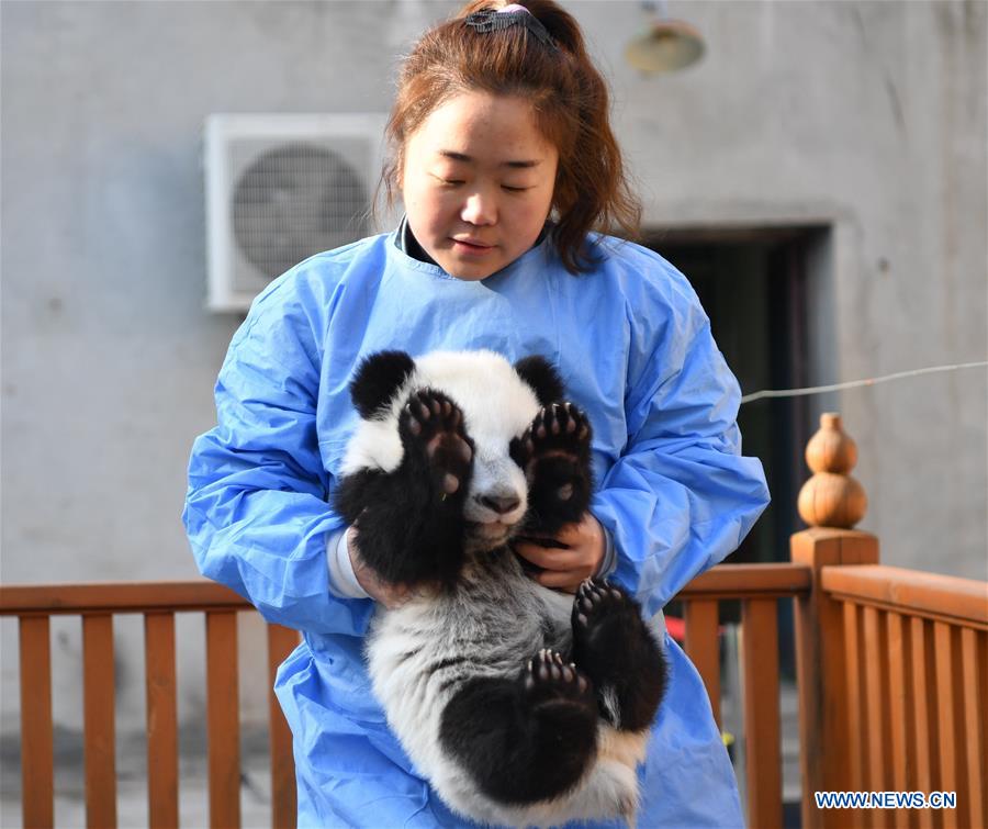 CHINA-SHAANXI-QINLING-GIANT PANDA KINDERGARTEN