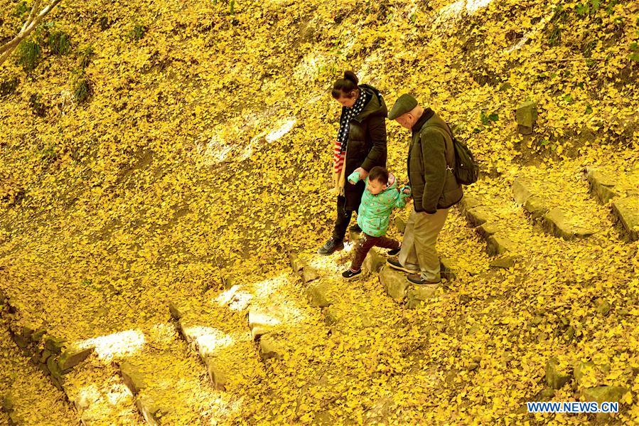 CHINA-FUJIAN-GINKGO TREE (CN)