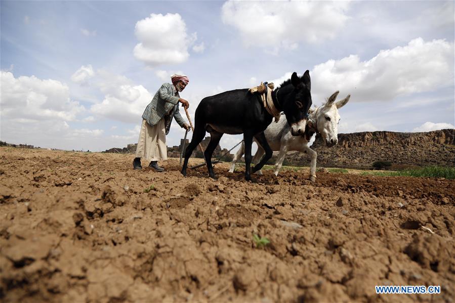 YEMEN-SANAA-FARMING