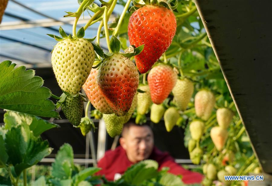 CHINA-HEBEI-CHANGLI-WINTER STRAWBERRY (CN)