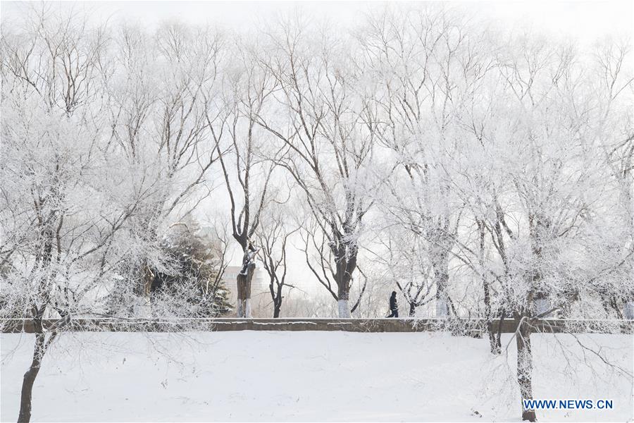 CHINA-HEILONGJIANG-HARBIN-RIME SCENERY (CN)