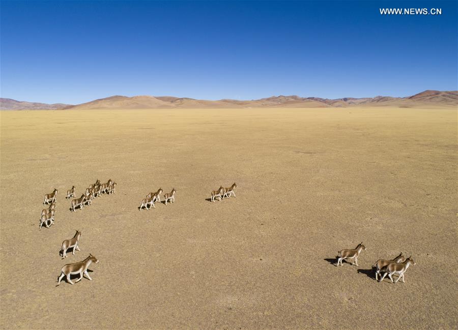 CHINA-TIBET-NAGQU-WILD ANIMALS (CN)