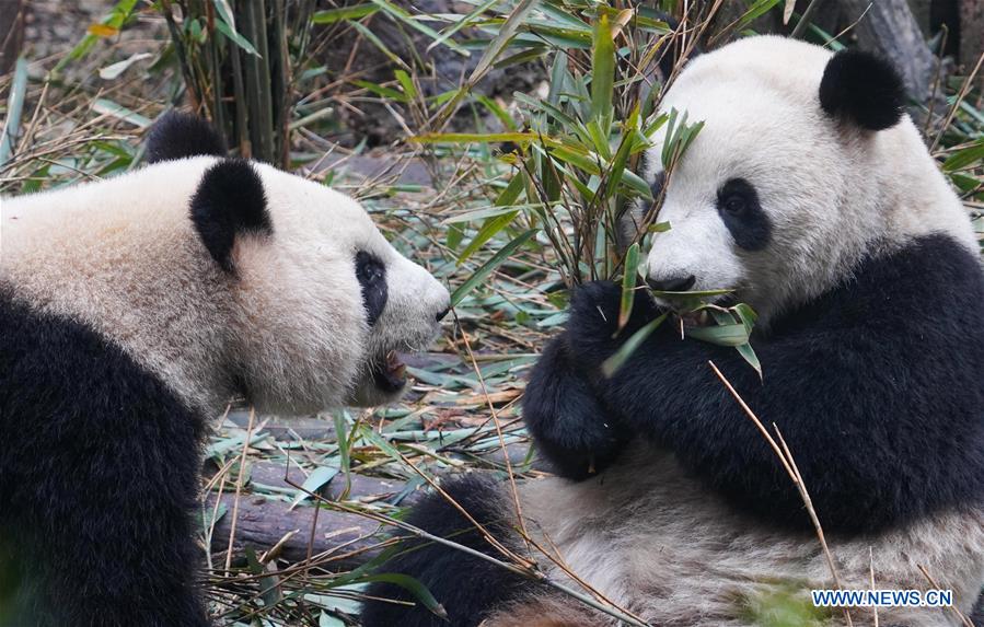 CHINA-CHENGDU-GIANT PANDA (CN)