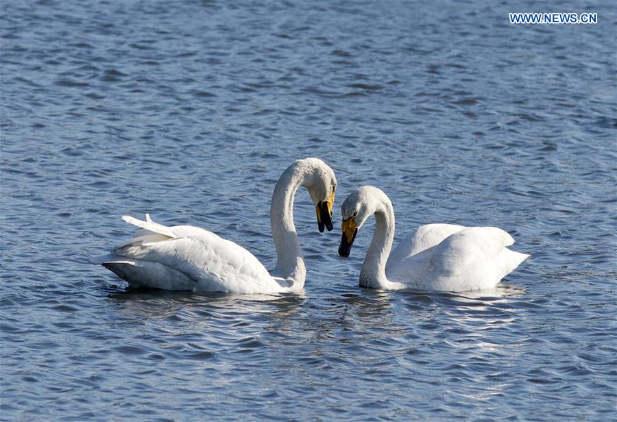 CHINA-SHANDONG-RONGCHENG-WHOOPER SWANS (CN)