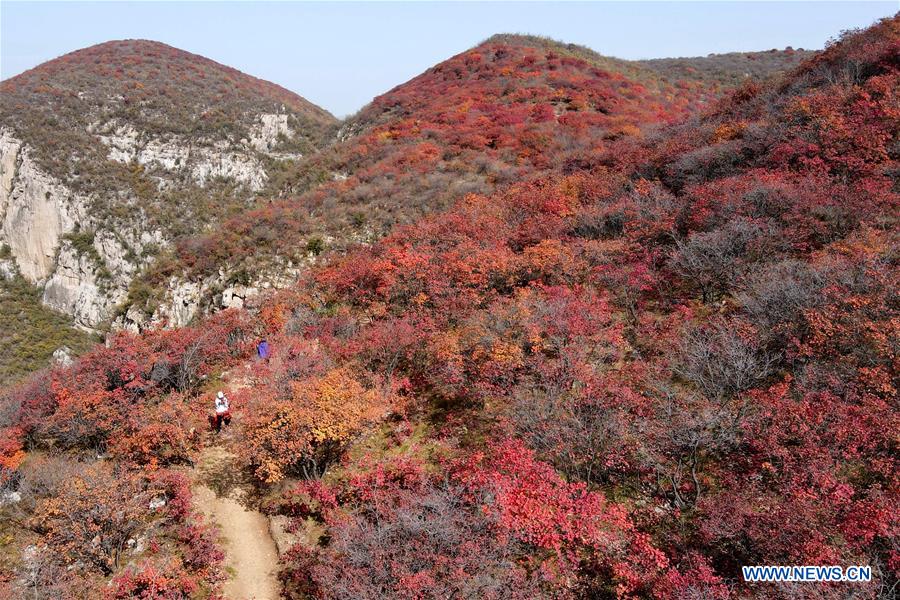 CHINA-HEBEI-RED LEAVES-SCENERY (CN)