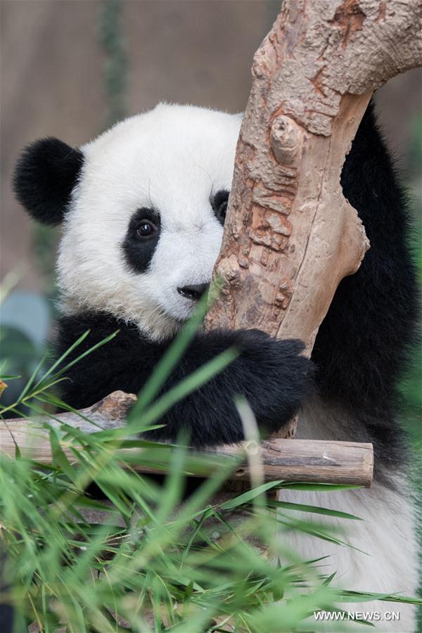 MALAYSIA-KUALA LUMPUR-GIANT PANDA CUB-NAMING-YI YI