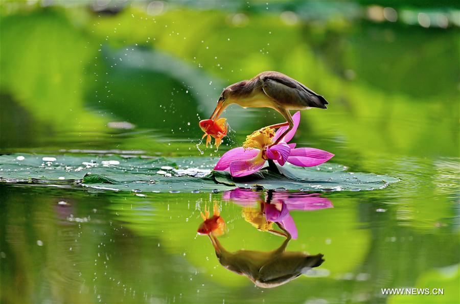 CHINA-TANGSHAN-LOTUS-SCENERY (CN)