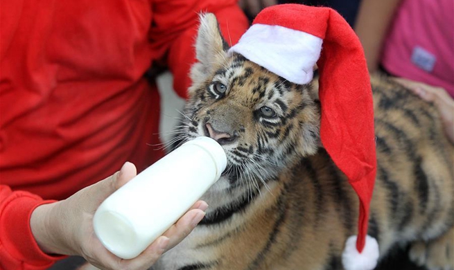 "Animal Christmas Party" held in Malabon Zoo in the Philippines