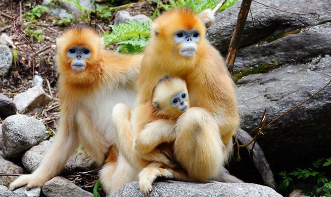 Qinling Mountains: home to a huge variety of plants and wild animals in China's Shaanxi