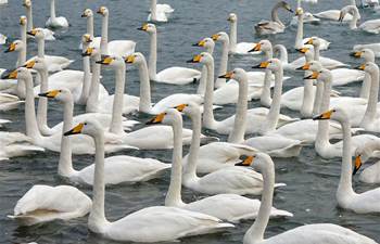 Swans seen at sea area in E China's Shandong