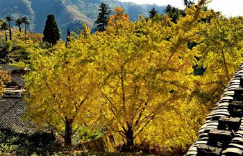 View of ginkgo trees at Daling Village in SE China's Fujian