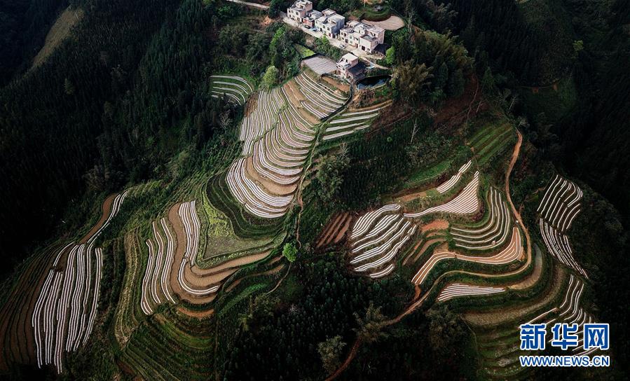 （春季美丽生态）（5）飞阅边关山田春景