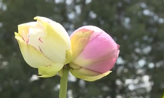 云南丘北：罕见双色“并蒂莲”花开